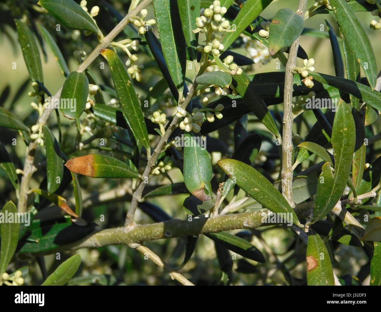 Textura de hojas de olivo Fotografía de stock Alamy