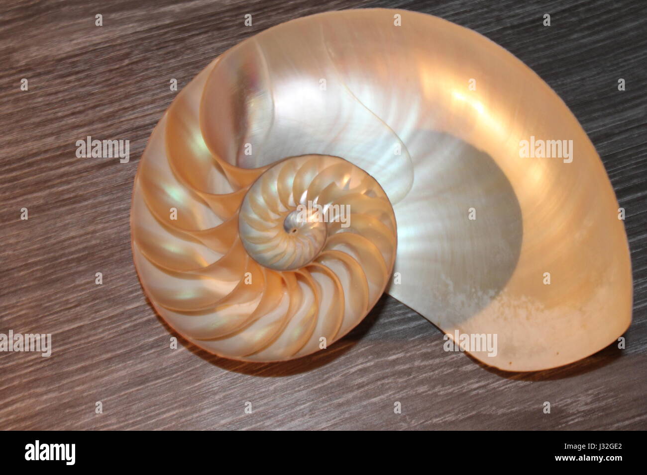 Shell Nautilus Simetria Fibonacci Seccion Transversal Media Espiral Golden Ratio De Crecimiento De Estructura Retroiluminada Cerca Cerca De Nacar Pompilio Fotografia De Stock Alamy