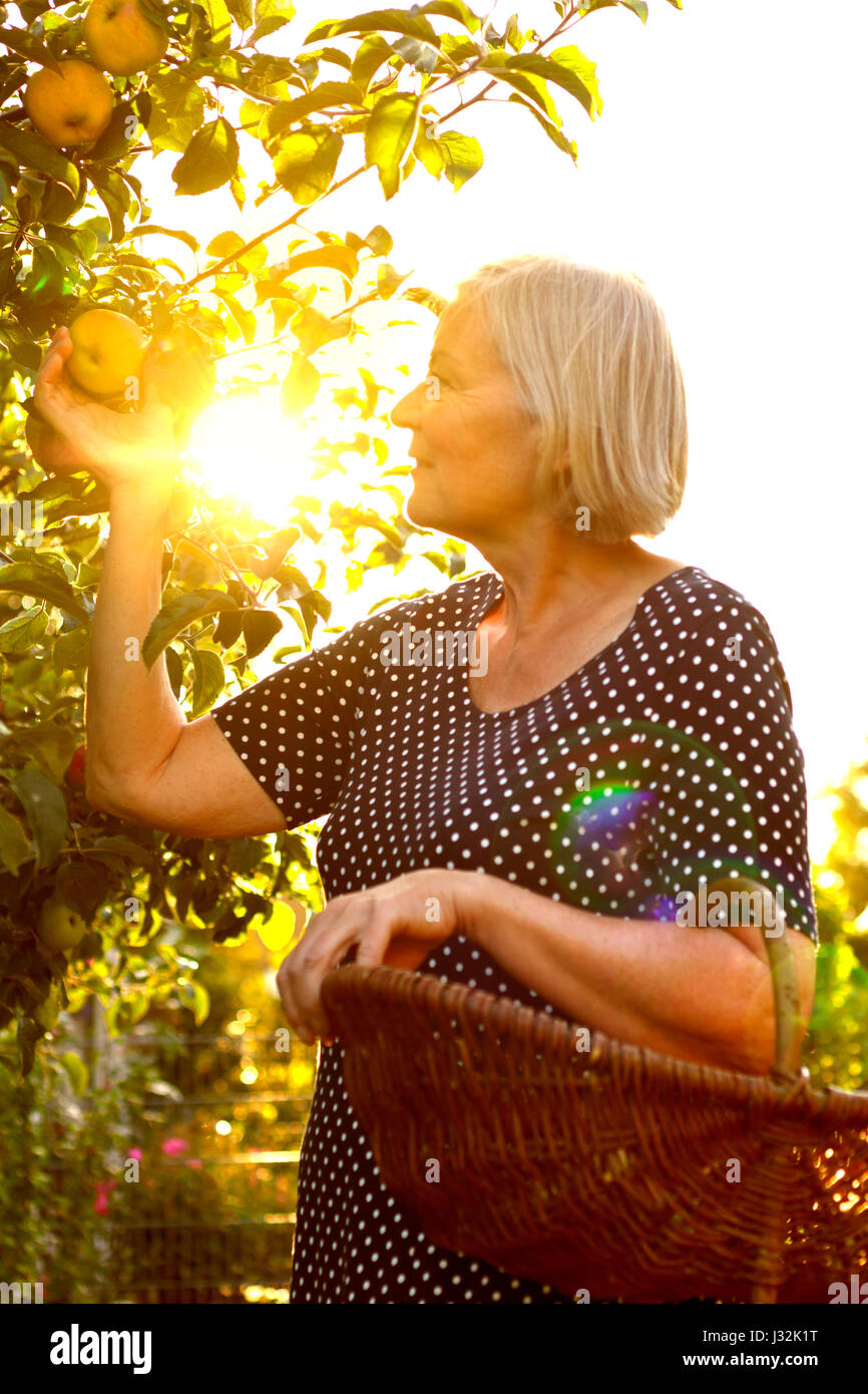 Mujer mayor con una cesta en su brazo recogiendo manzanas maduras de un árbol de su jardín en la luz dorada de un glorioso día soleado en otoño ó en el otoño. Foto de stock