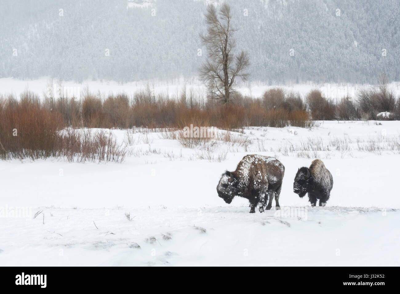 Bisontes americanos / Amerikanische bisontes (Bison bison ) en duras condiciones invernales, cubierto de hielo, caminar a través de la nieve, el valle Lamar, Yellowstone, W Foto de stock