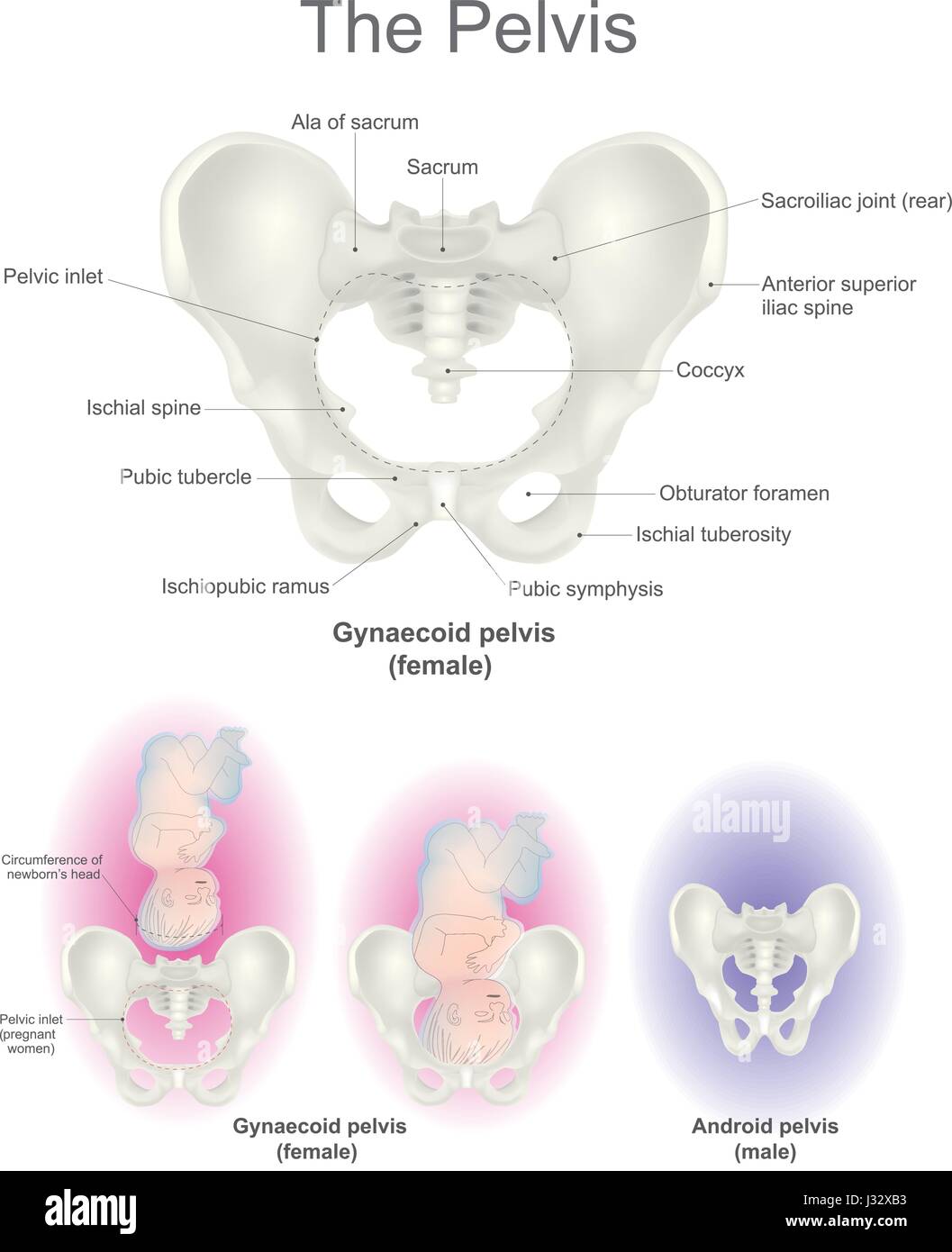 La región pélvica es la sede de los órganos reproductivos y el extremo de la línea para el tracto digestivo. Es también el hogar de una colección de huesos Ilustración del Vector