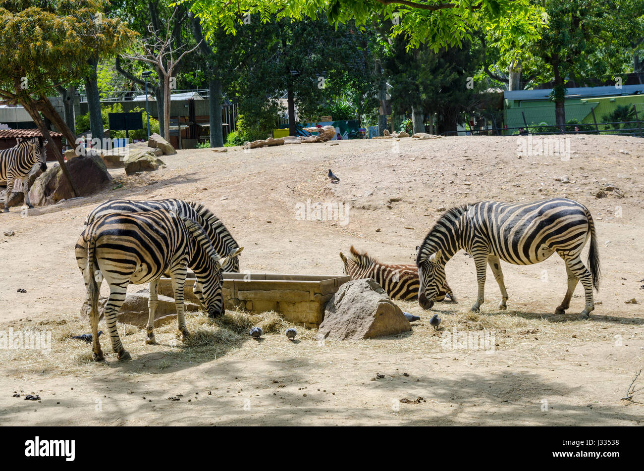 Zoo barcelona fotografías e imágenes alta resolución Alamy