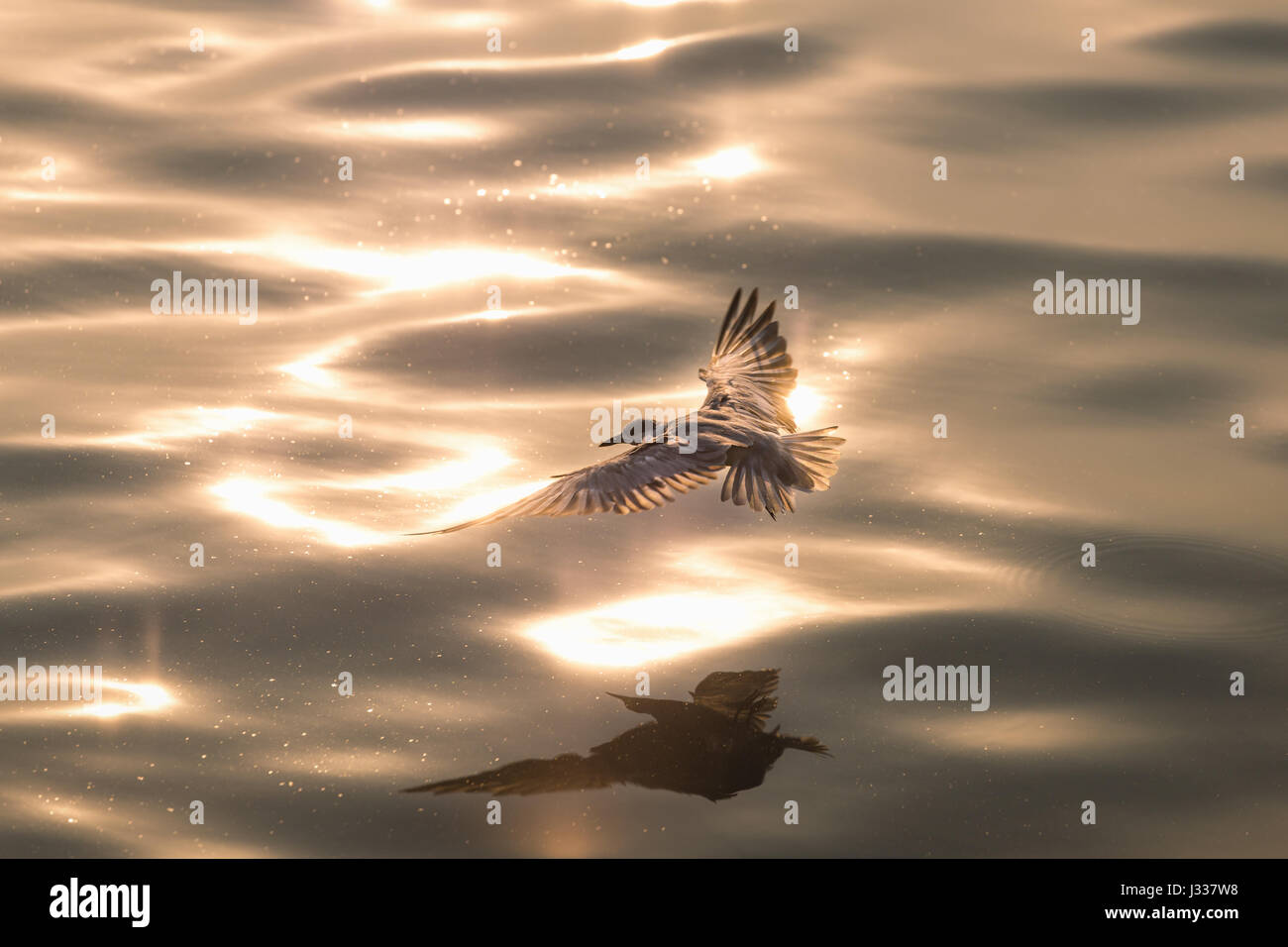 Volando gaviota flotando sobre la superficie del agua con olas pequeñas y la luz dorada del sol. Foto de stock