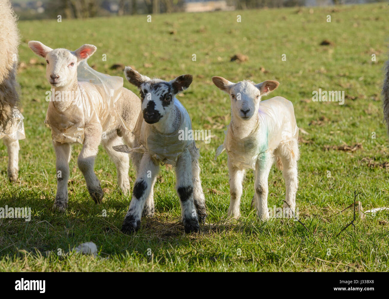Tres corderos jóvenes vistiendo capas de plástico para proteger contra el clima, astillas, Lancashire. Foto de stock