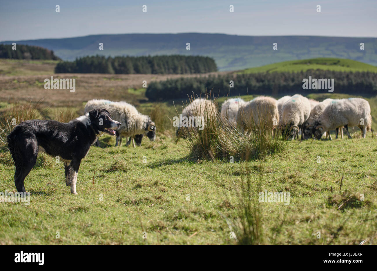 Border Collie ovejero con Swaledale ovejas en la ladera de una colina, astillas, Lancashire. Foto de stock