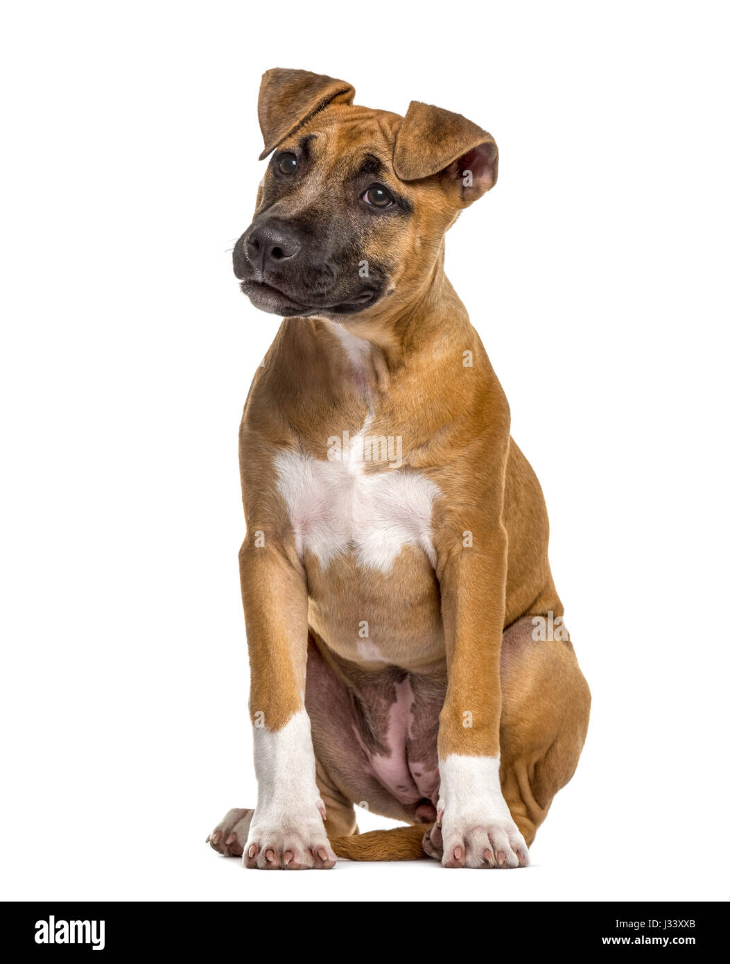 American Staffordshire Terrier cachorro (4 meses Fotografía de stock - Alamy