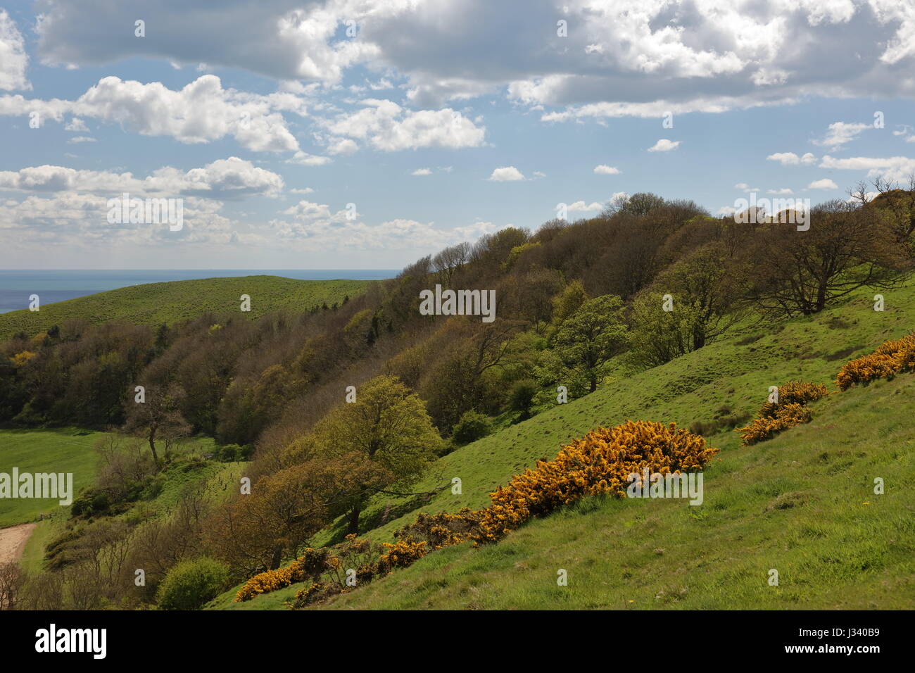 Naranja brillante primavera retamas y amplio paisaje fresco sudoeste hacia la cabeza Swyre Dorset UK Foto de stock