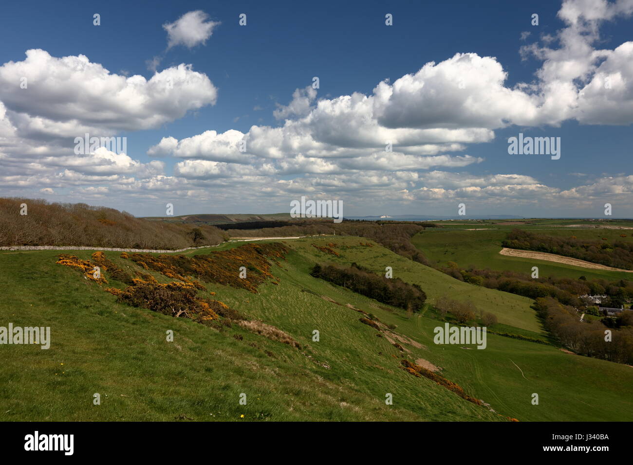 Naranja brillante primavera retamas y amplio paisaje fresco de easterly Swyre diríjase hacia la lejana isla de Wight, Dorset UK Foto de stock