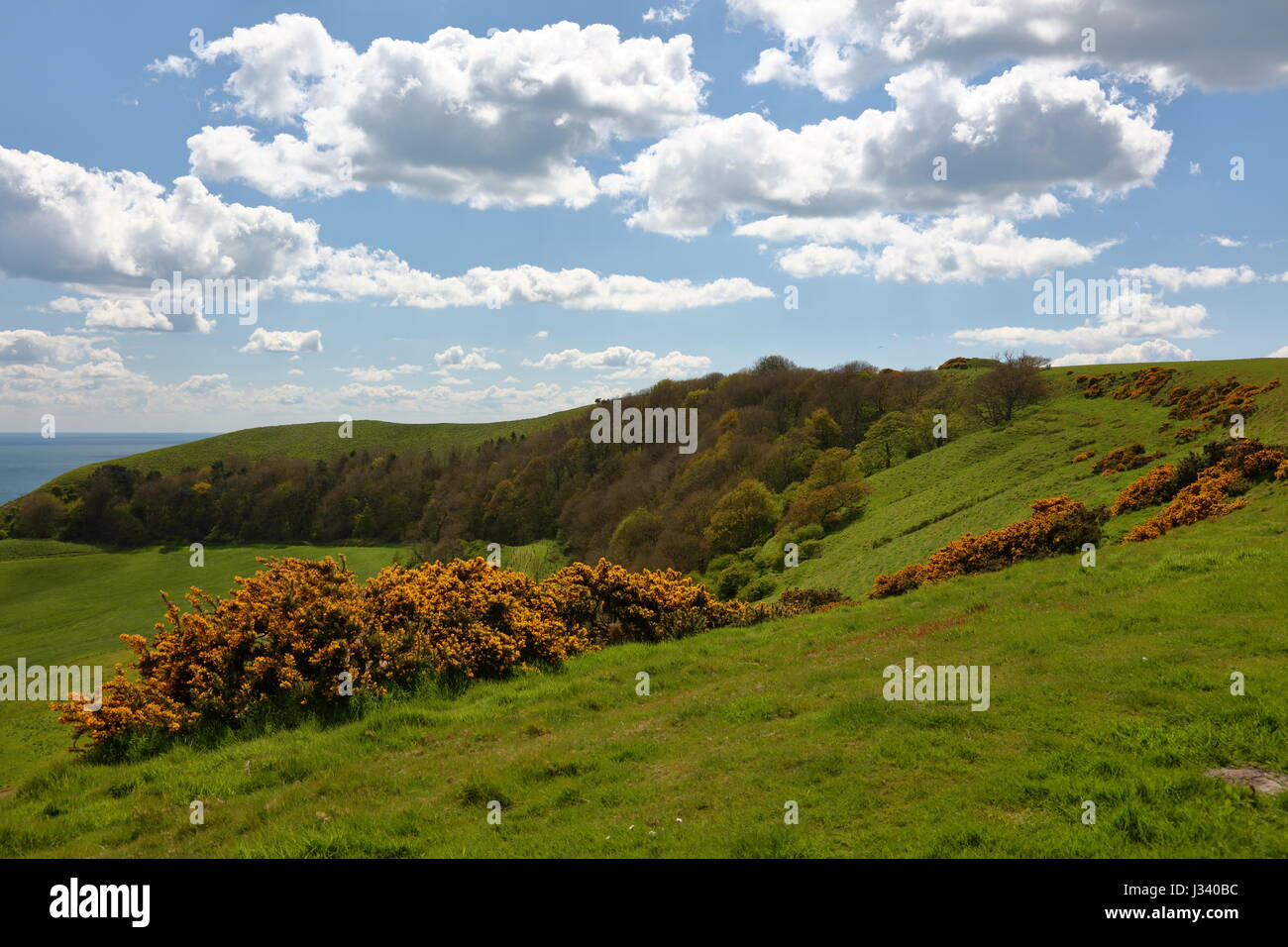 Naranja brillante primavera retamas y amplio paisaje fresco sudoeste hacia la cabeza Swyre Dorset UK Foto de stock