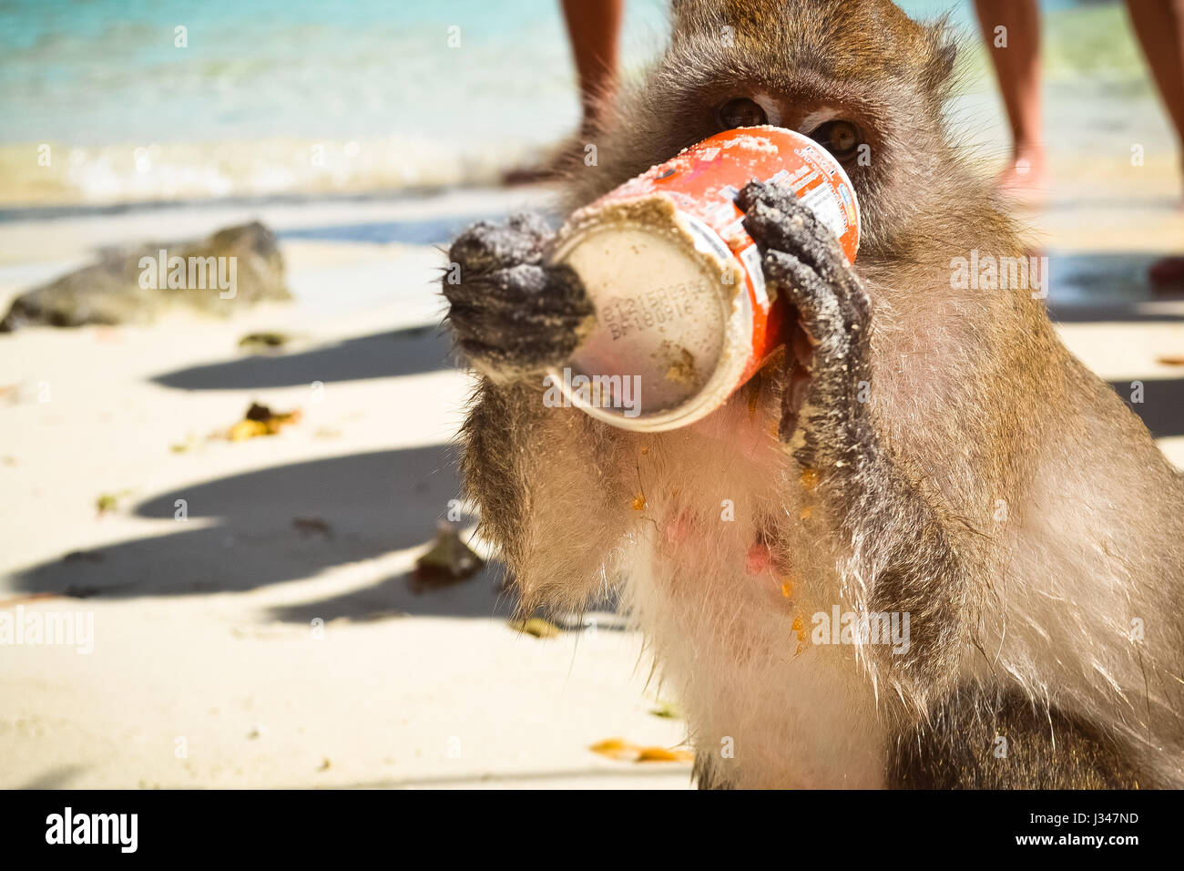 Juguetones monos salvajes realmente sediento bebiendo soda en Monkey Island en Phuket, Tailandia. Modelado de la vida silvestre como un citadine persona. Foto de stock