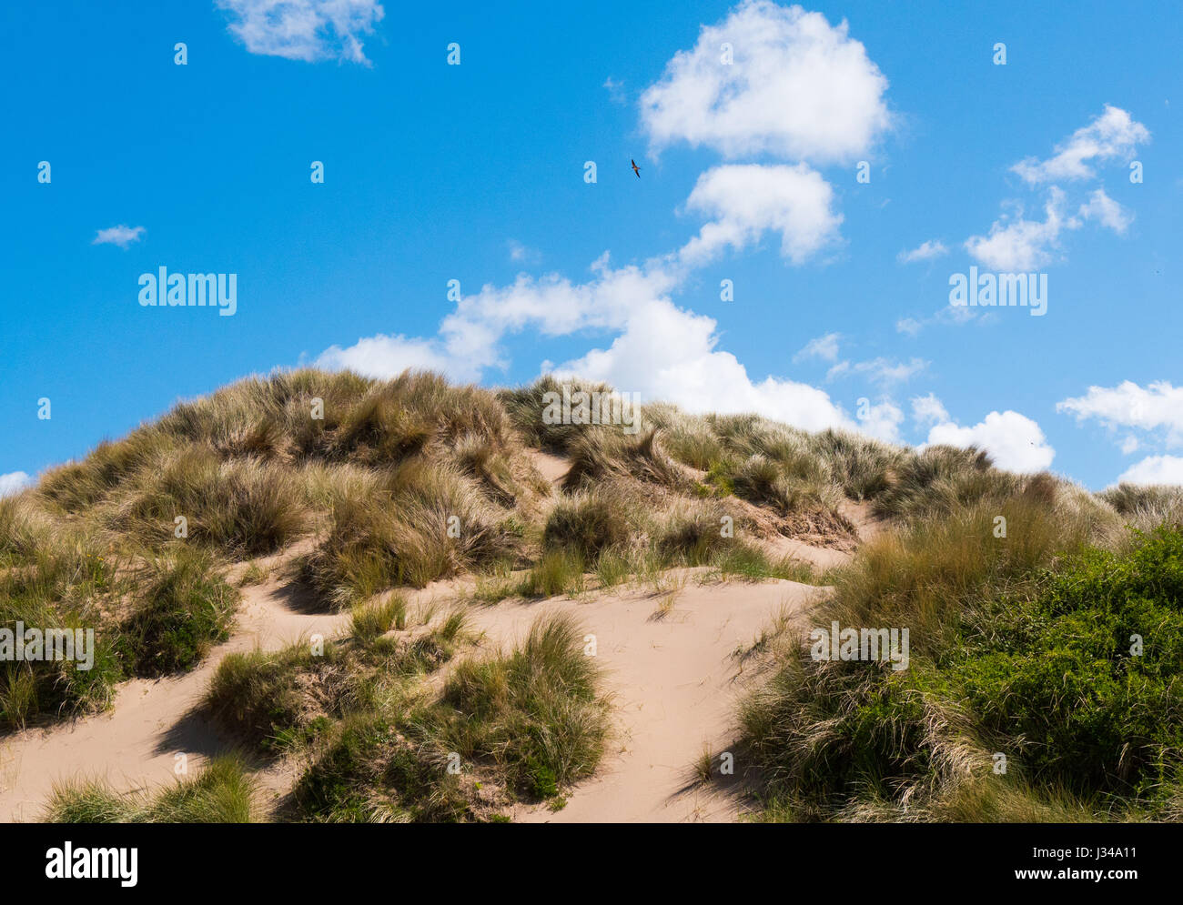 Dunas de Arena en Croyde Beach en un día soleado, con cielos azules y despejados, Devon, Inglaterra, Reino Unido. Foto de stock