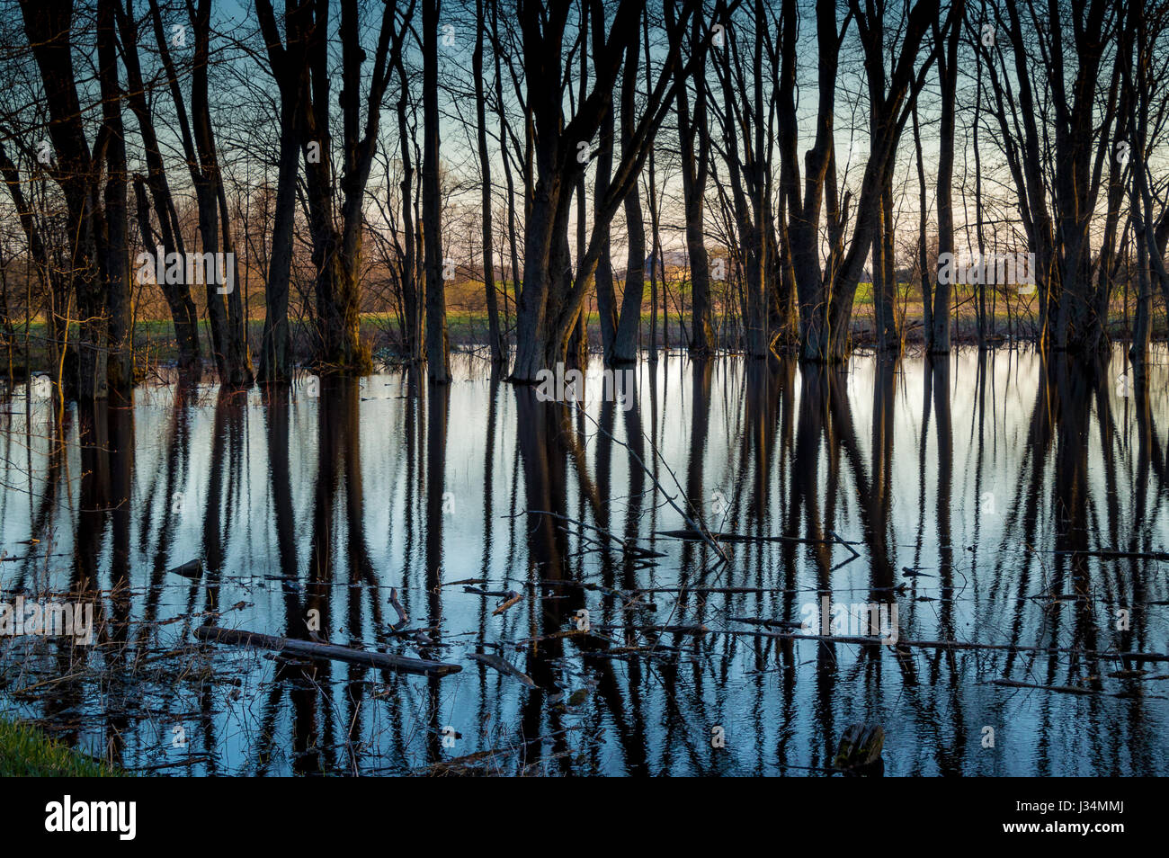 Los árboles caducifolios reflejando en el agua del pantano al atardecer Foto de stock
