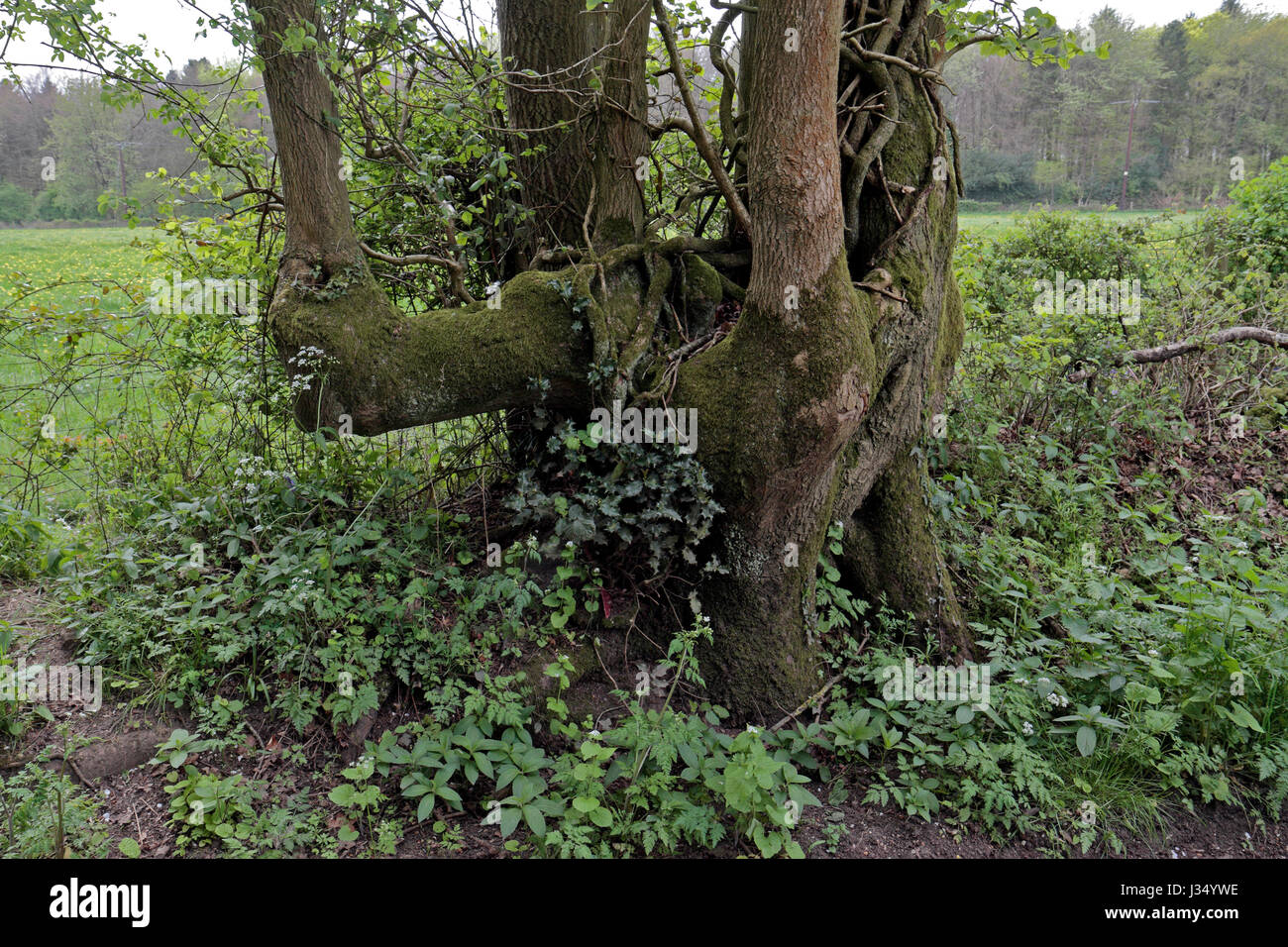 Forma inusual del árbol en la campiña inglesa cerca de Wendover, en el sur de Inglaterra. Foto de stock