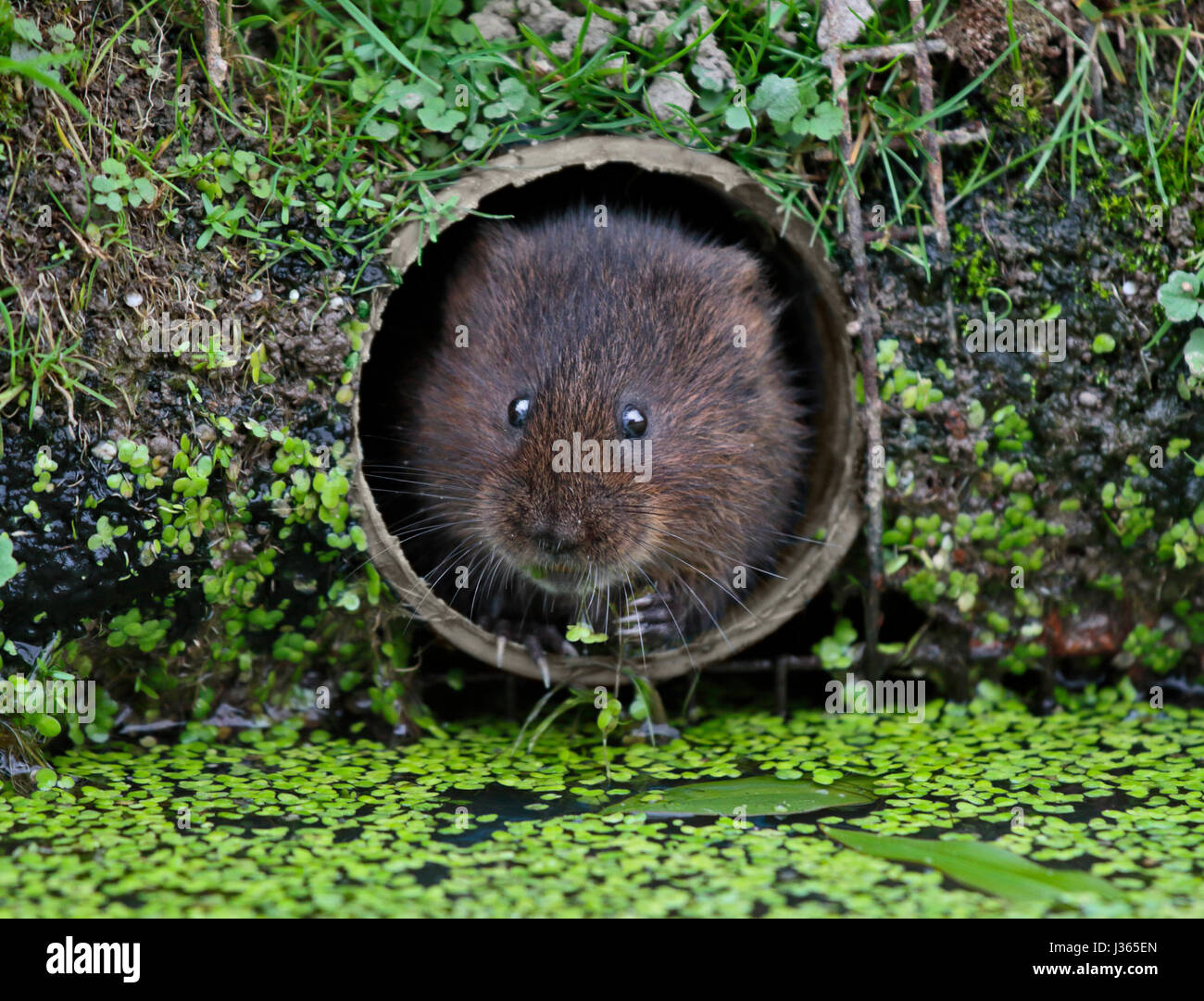 European Water Vole (arvicola amphibious) Foto de stock