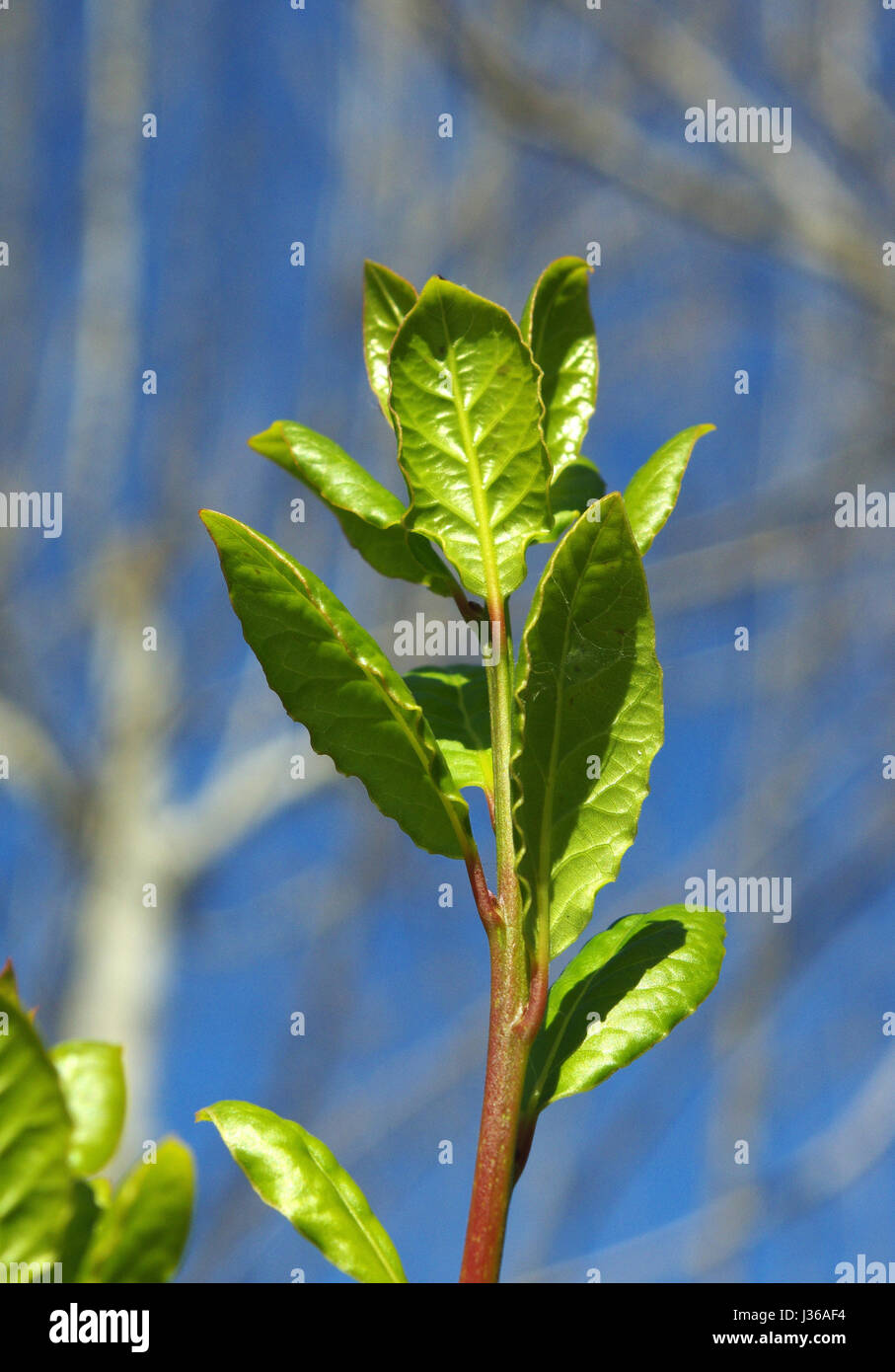 Hojas de laurel (Laurus nobilis) Foto de stock