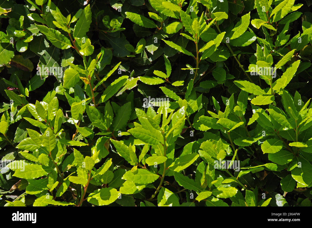 Cobertura de laurel (Laurus nobilis) Foto de stock