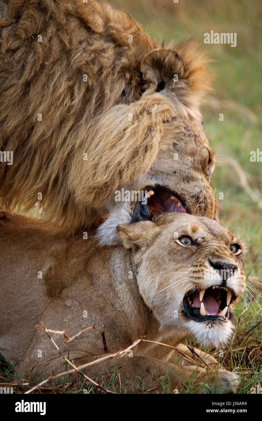 León y León haciendo el amor. Delta del Okavango. Foto de stock