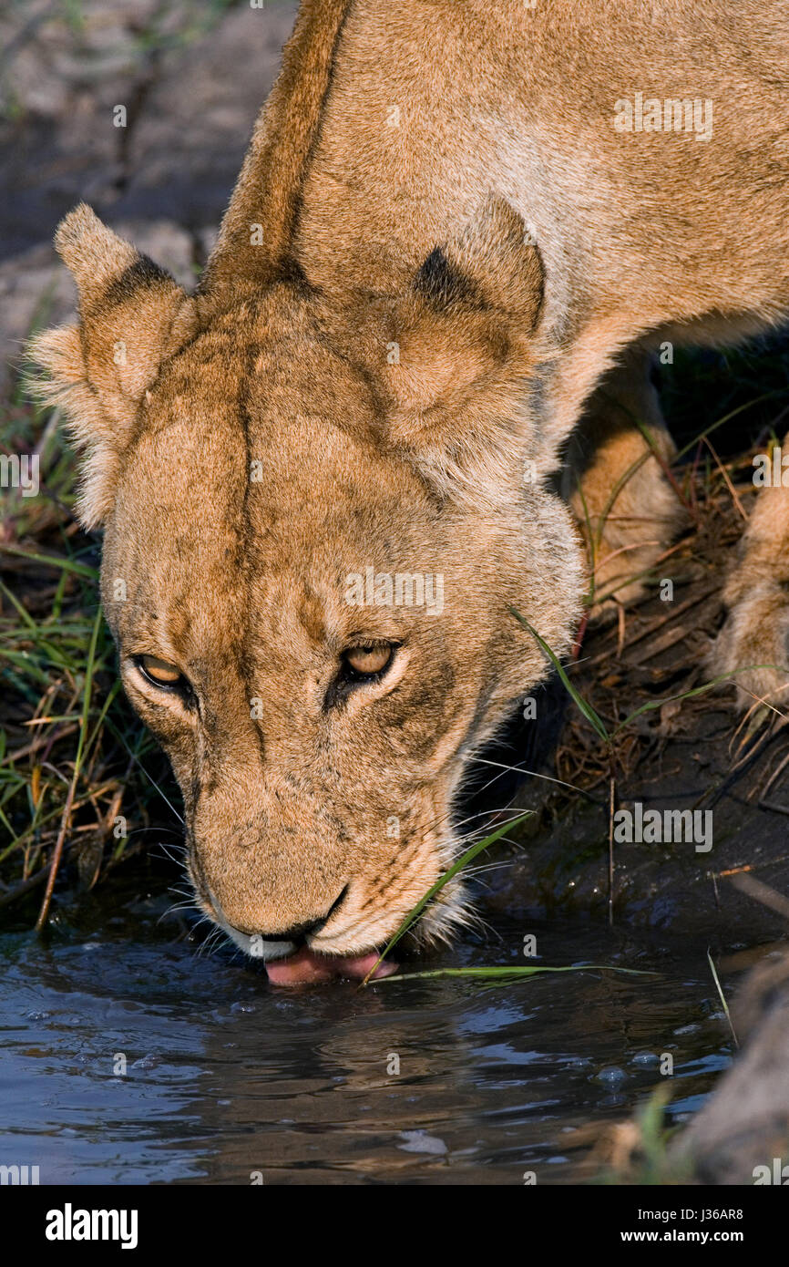 Retrato de una leona. Botswana. Delta del Okavango. Foto de stock
