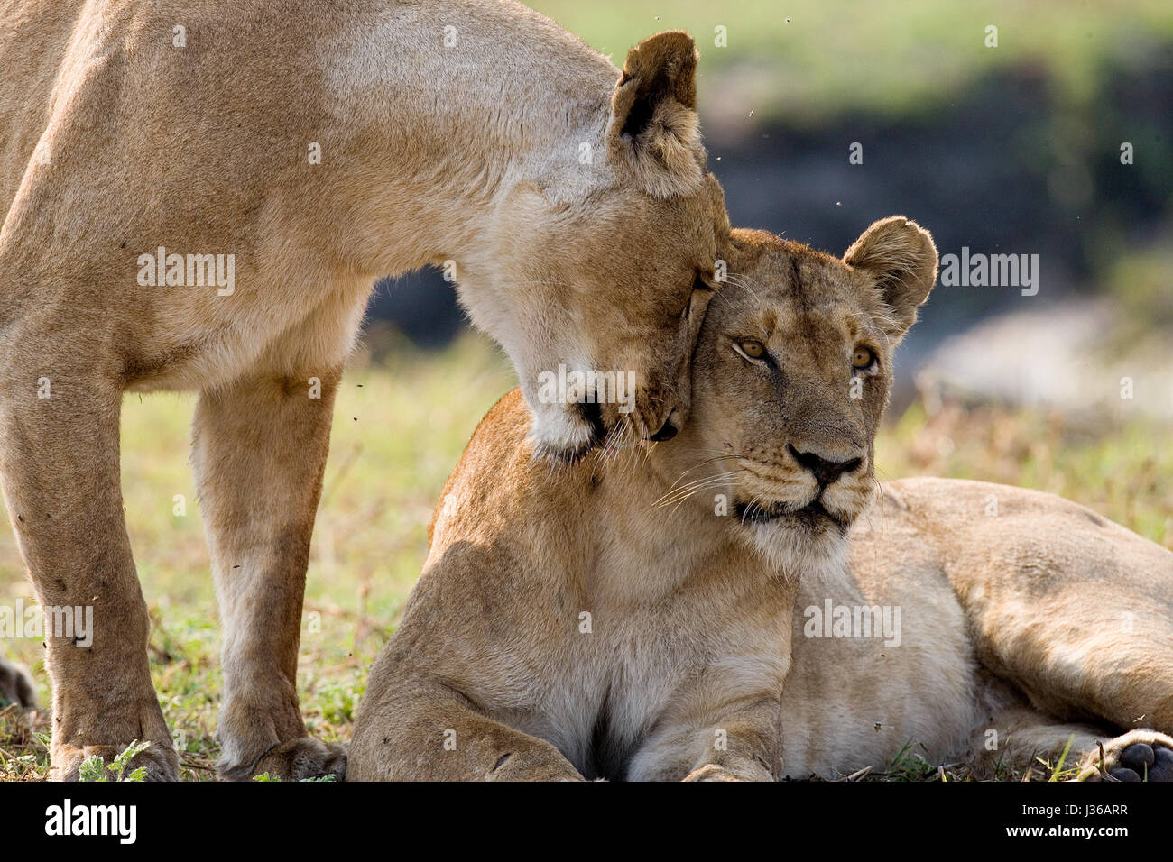 Dos leonas yacen en la colina. Delta del Okavango. Foto de stock