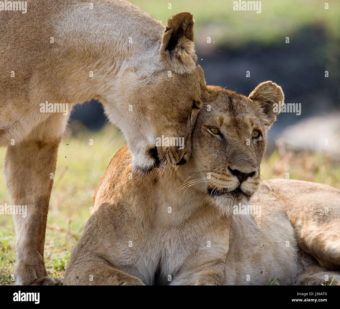 Dos leonas yacen en la colina. Delta del Okavango. Foto de stock