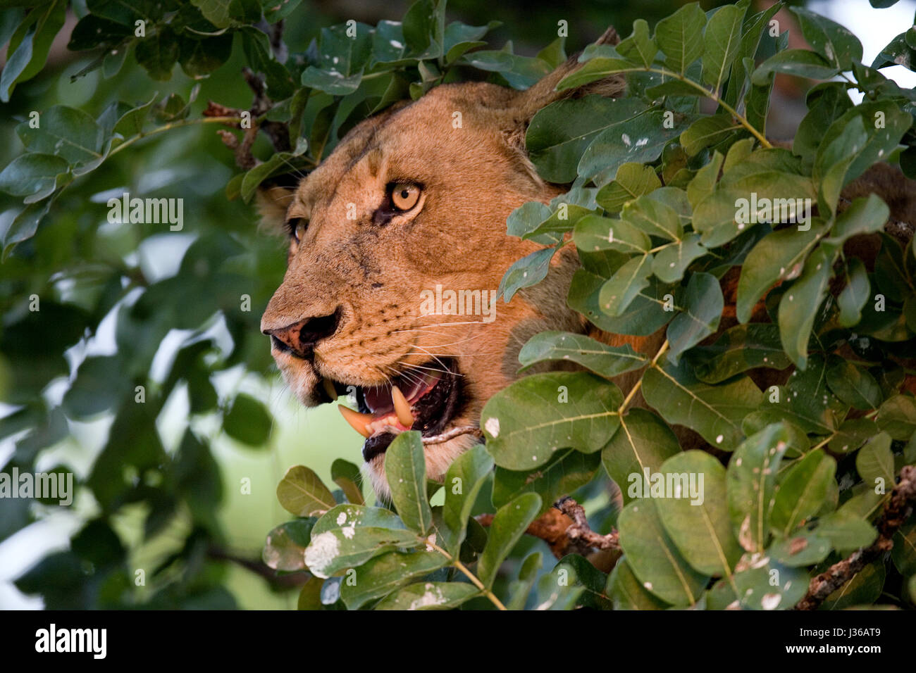 La leona está acostada en una rama de árbol. Delta del Okavango. Foto de stock