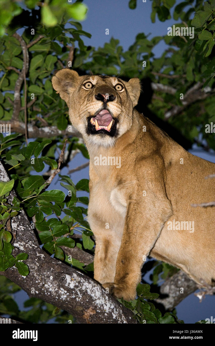 La leona está acostada en una rama de árbol. Delta del Okavango. Foto de stock