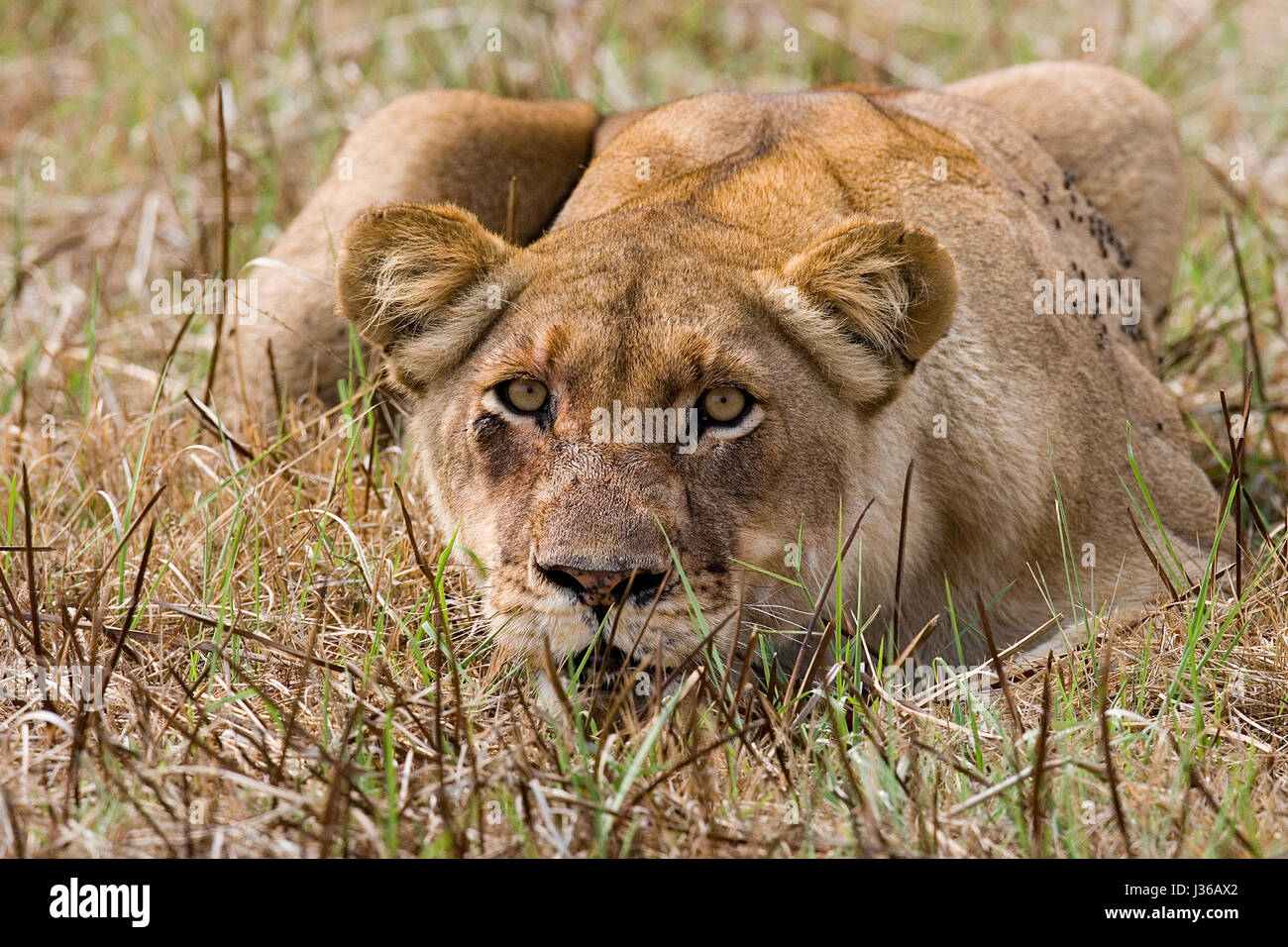 Leona acostada en la hierba y mirando a la presa. Delta del Okavango. Foto de stock