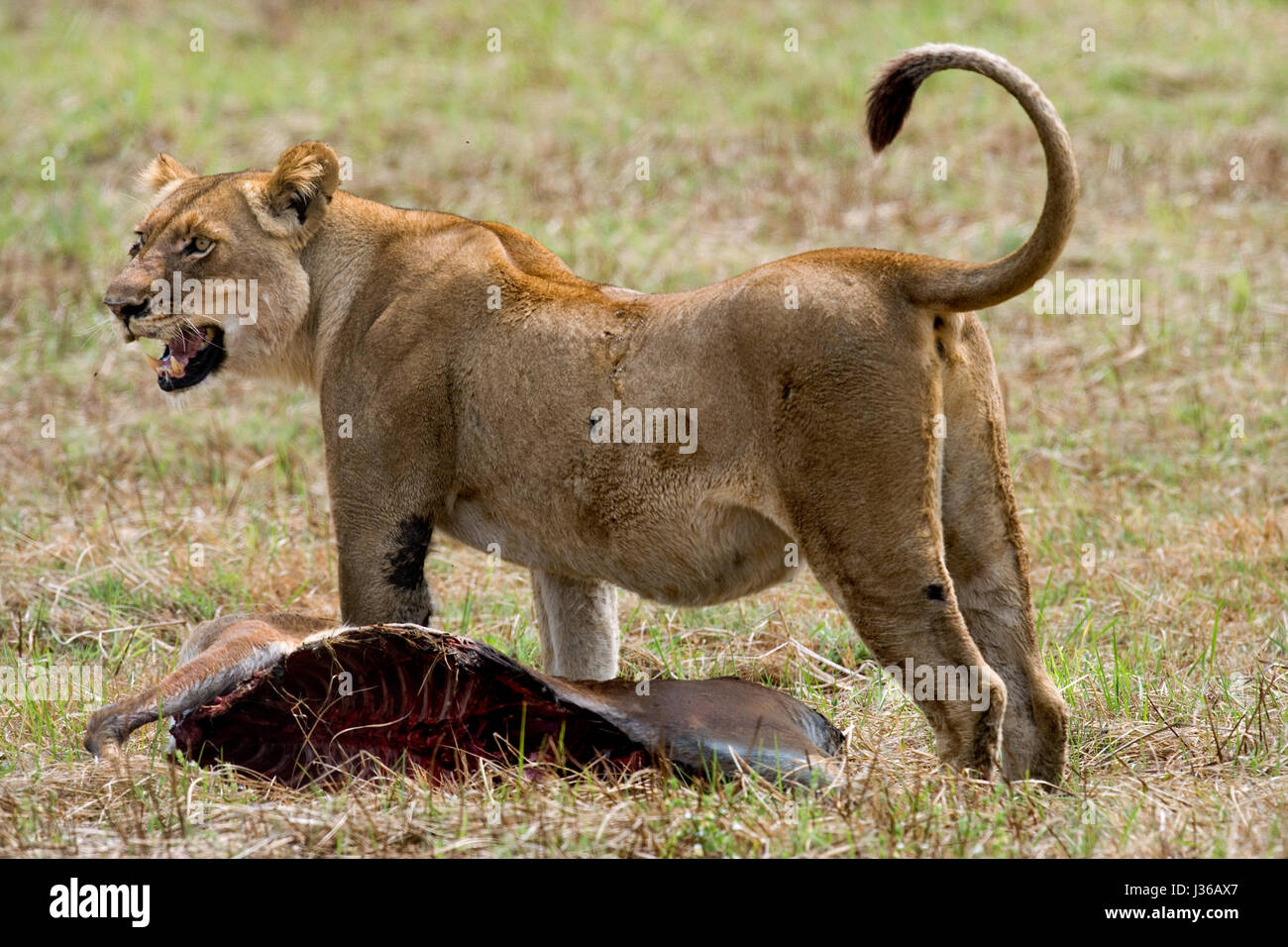 Leona con presa. Botswana. Delta del Okavango. Foto de stock