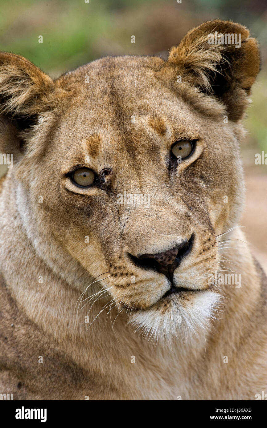 Retrato de una leona. Botswana. Delta del Okavango. Foto de stock