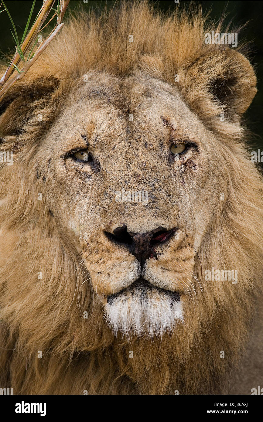 Retrato de un león. Botswana. Delta del Okavango. Foto de stock