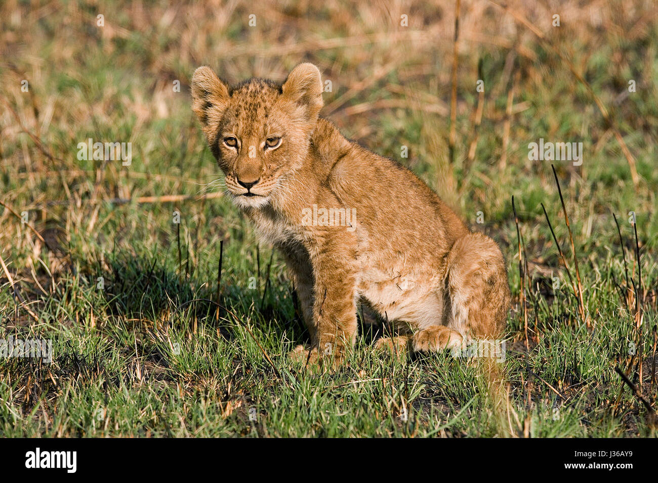 León cachorro sentado en la hierba. Delta del Okavango. Foto de stock