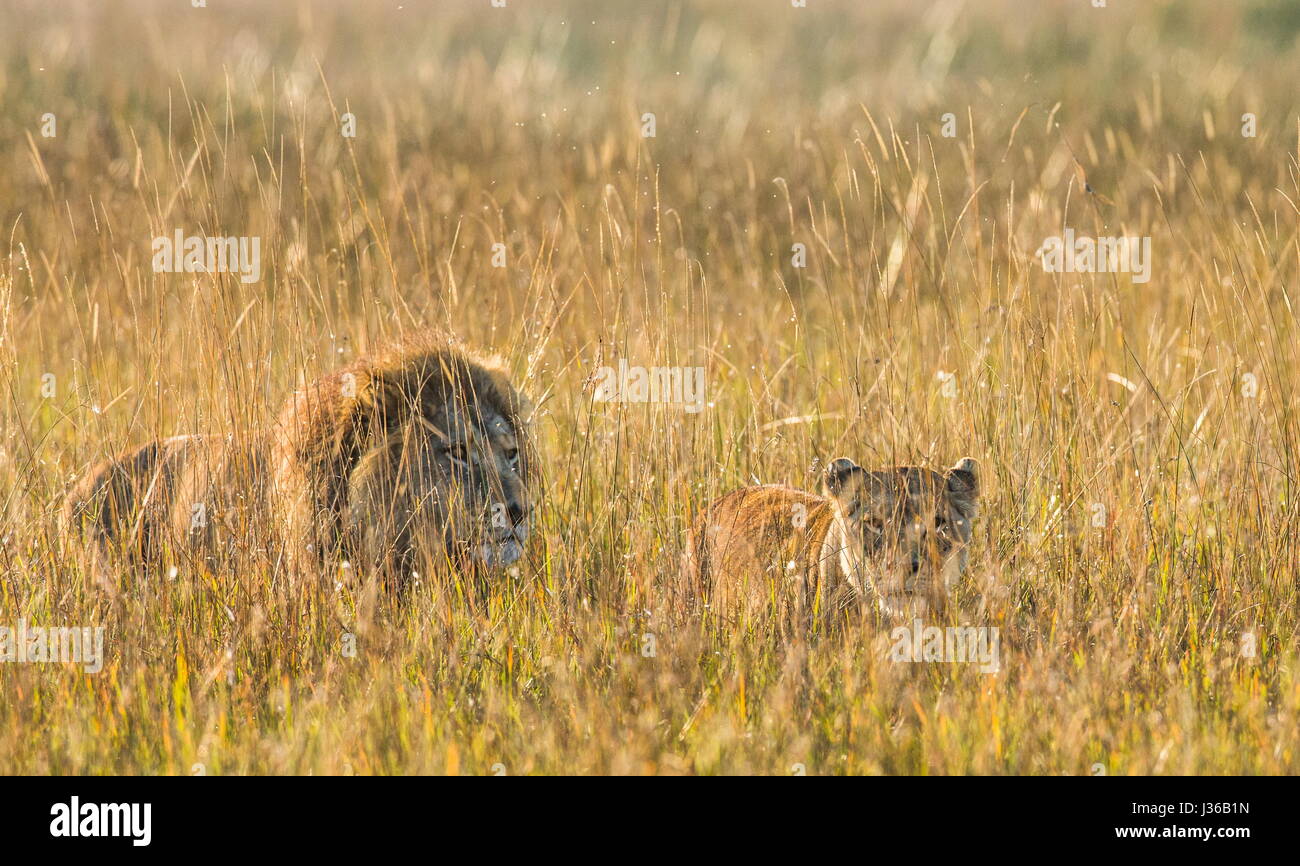 León y Leona de pie juntos. Botswana. Delta del Okavango. Foto de stock