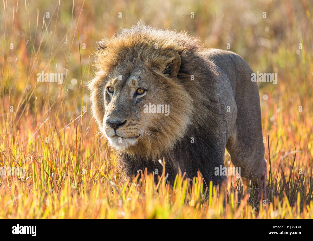 León en la hierba. Delta del Okavango. Foto de stock