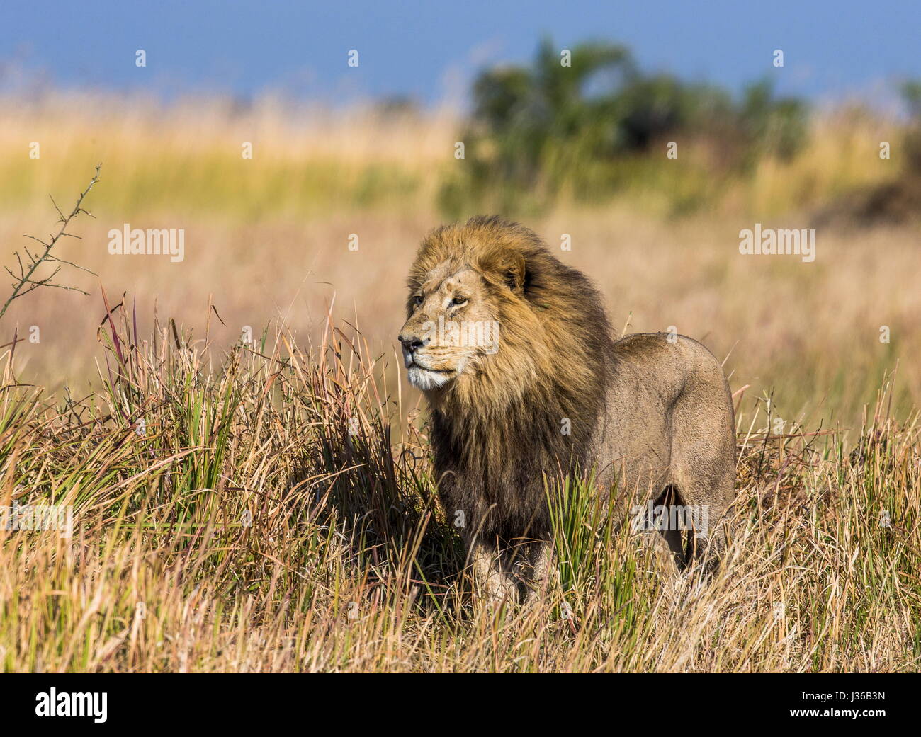 León en la hierba. Delta del Okavango. Foto de stock