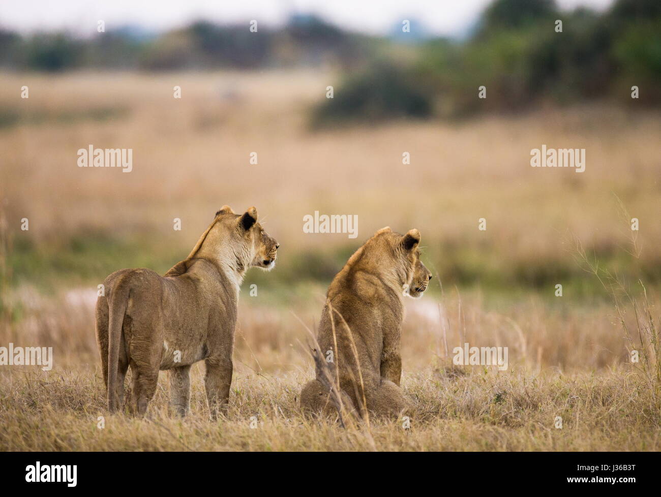 Dos leonas yacen en la colina. Delta del Okavango. Foto de stock