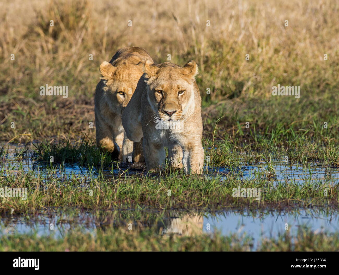 Dos leonas pasan el pantano en un ford. Delta del Okavango. Foto de stock