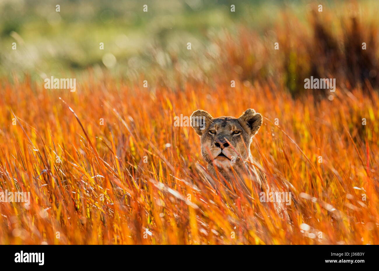 Leona acostada en el suelo. Delta del Okavango. Foto de stock