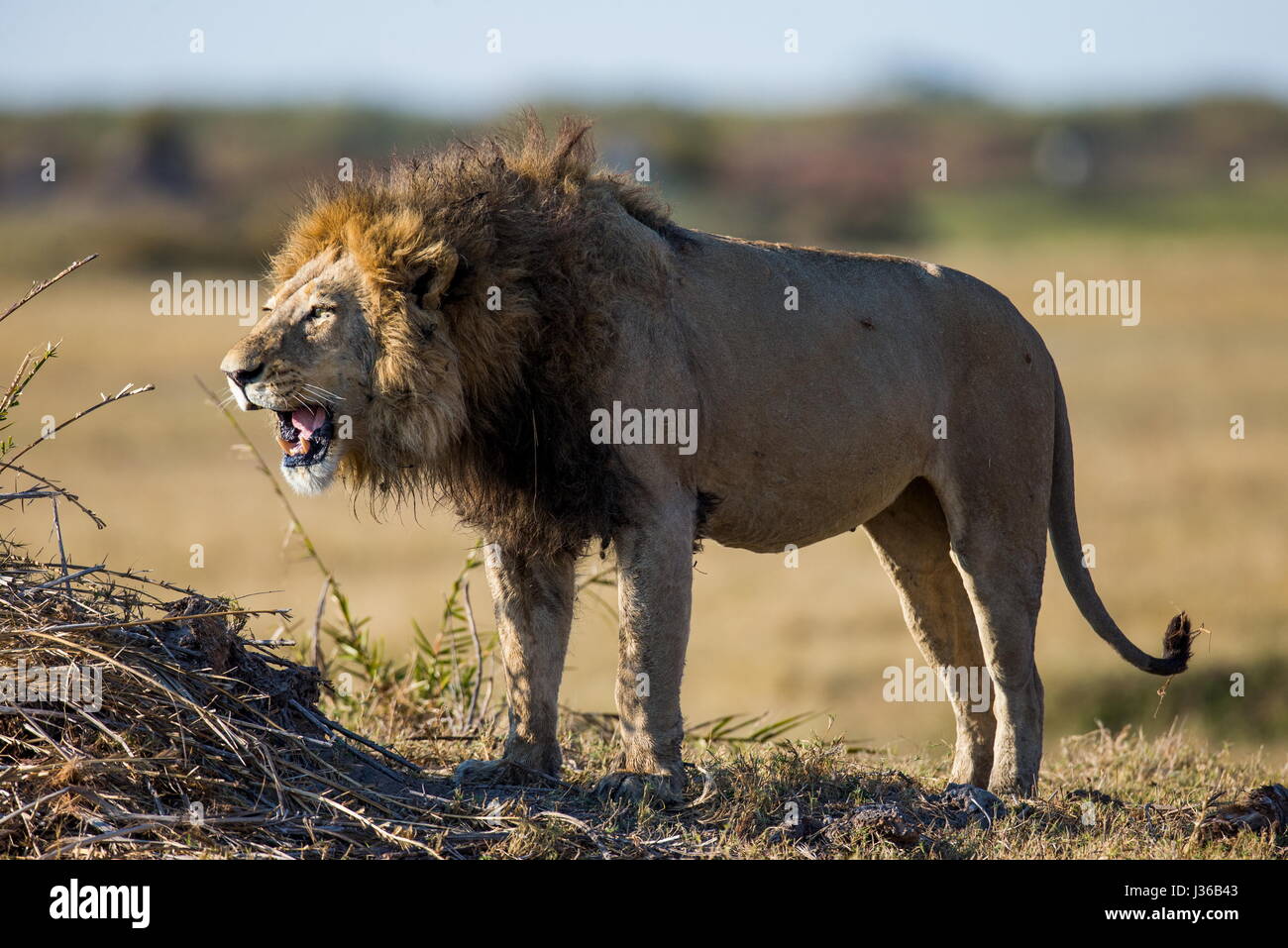 León en la hierba. Delta del Okavango. Foto de stock