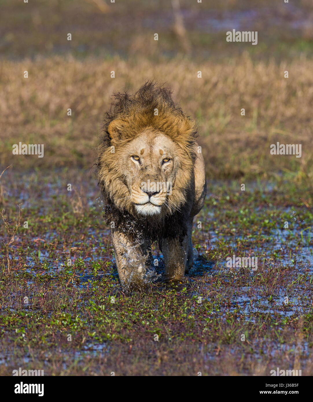 León pasa por el pantano. Delta del Okavango. Foto de stock