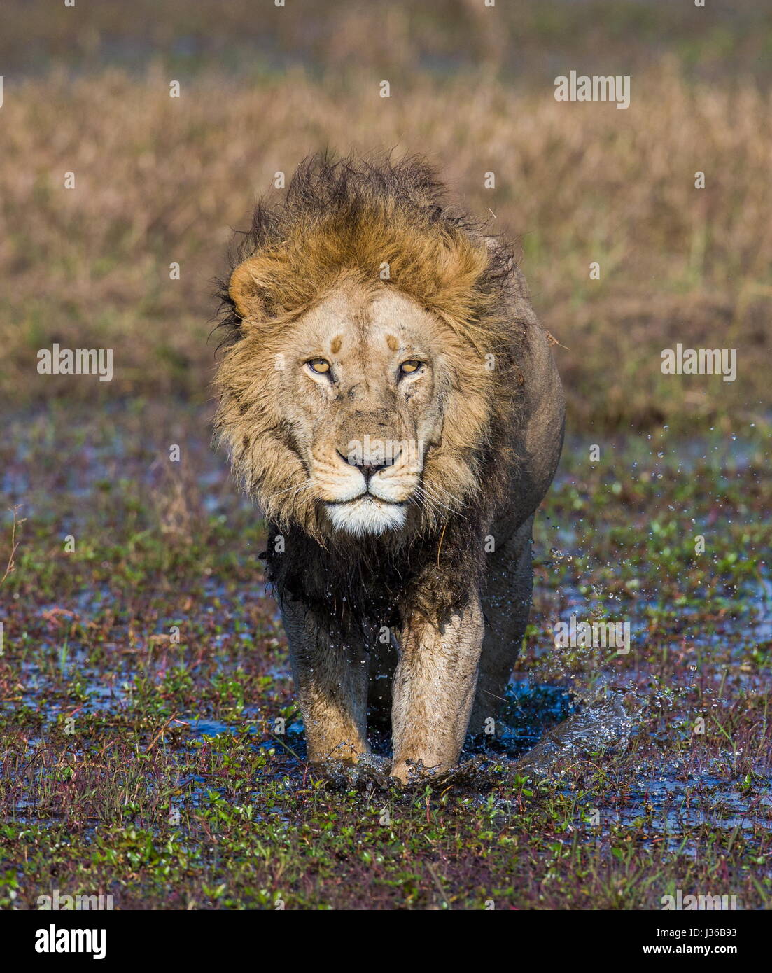 León pasa por el pantano. Delta del Okavango. Foto de stock