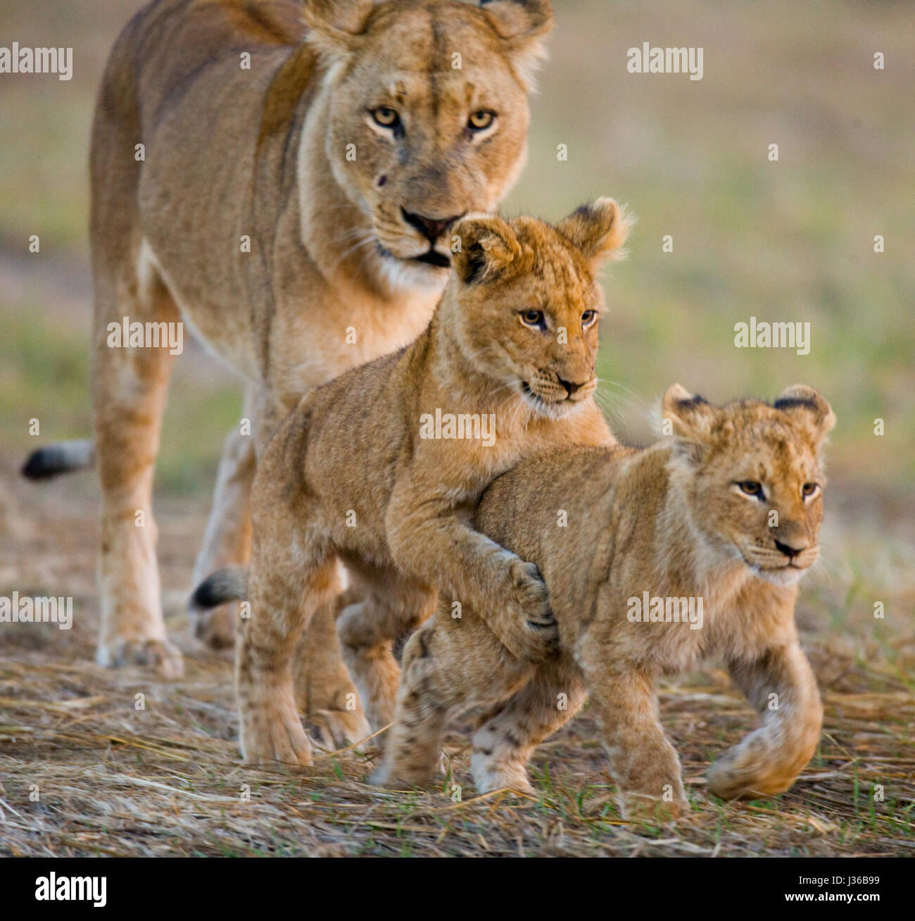 Leona con cachorros. Delta del Okavango. Foto de stock