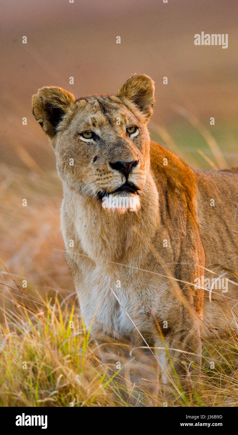 Leona en la hierba. Delta del Okavango. Foto de stock