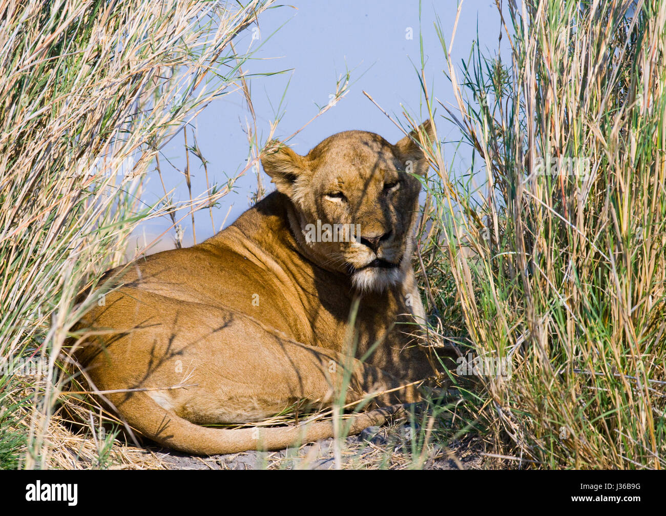 Leona acostada en el suelo. Delta del Okavango. Foto de stock