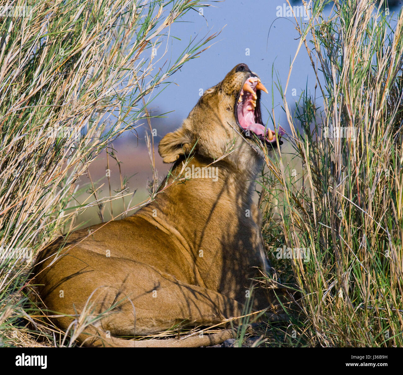 Leona acostada en la hierba y bosteza. Delta del Okavango. Foto de stock