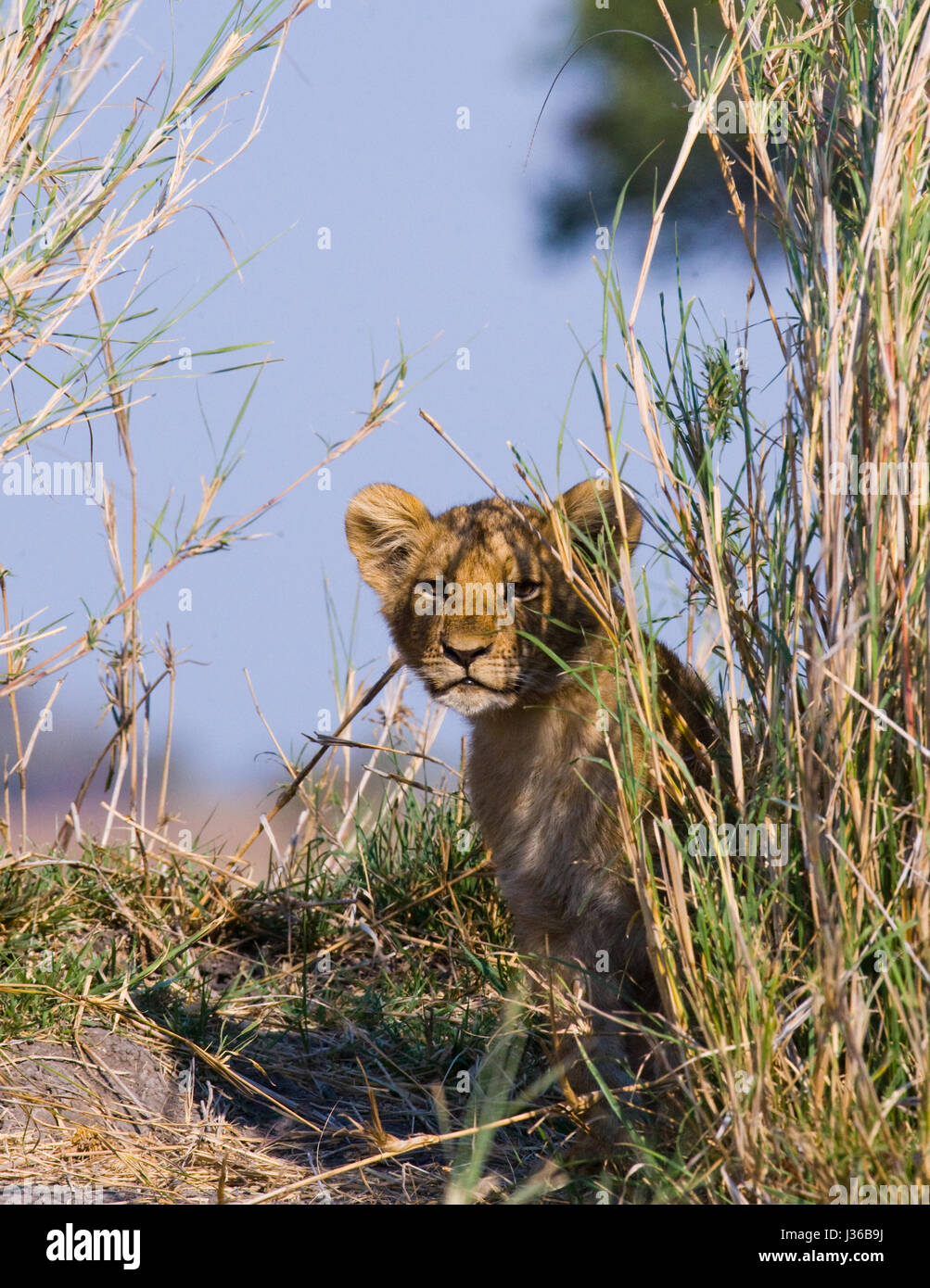 León cachorro sentado en la hierba. Delta del Okavango. Foto de stock