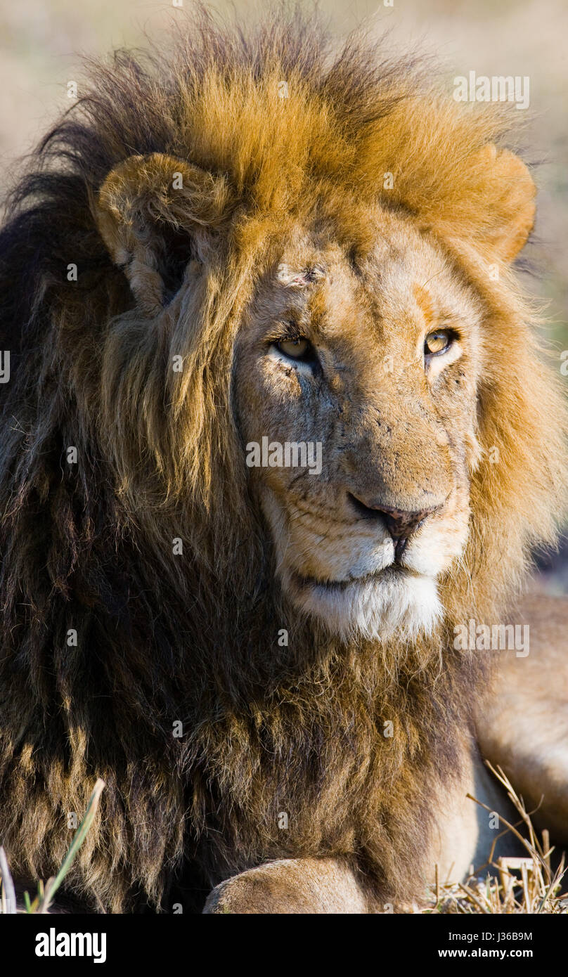 Retrato de un león. Botswana. Delta del Okavango. Foto de stock