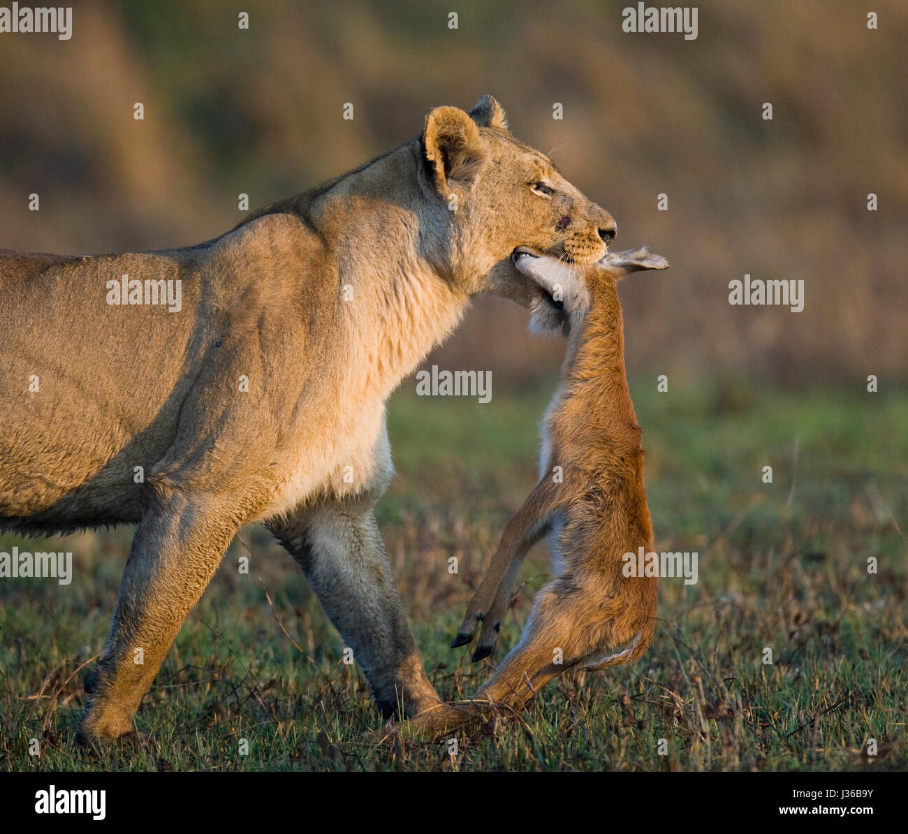 Leona con presa. Botswana. Delta del Okavango. Foto de stock