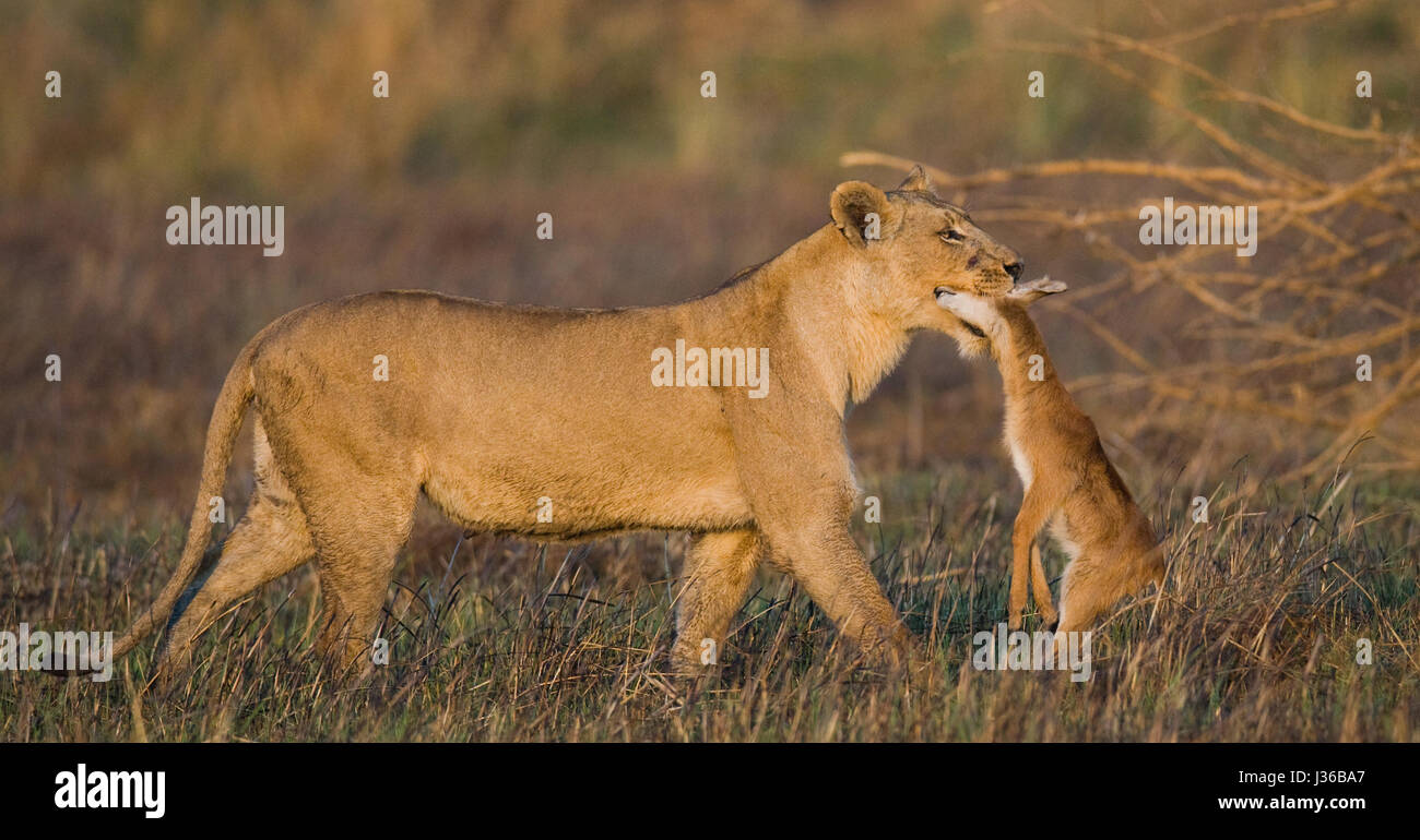 Leona con presa. Botswana. Delta del Okavango. Foto de stock