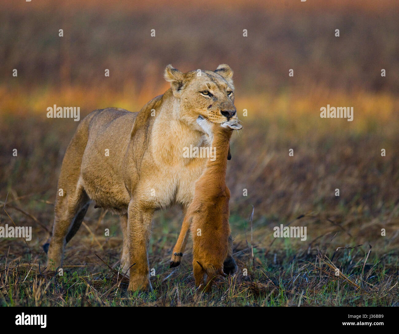 Leona con presa. Botswana. Delta del Okavango. Foto de stock