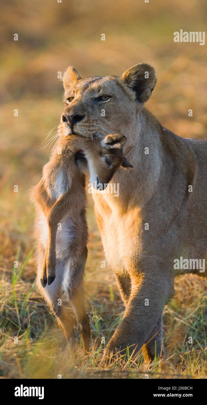 Leona con presa. Botswana. Delta del Okavango. Foto de stock